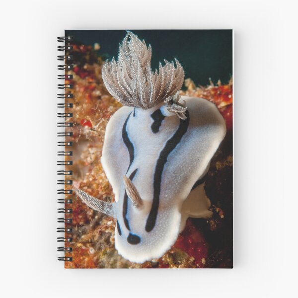 Item preview, Chromodoris willani, North Sulawesi, Indonesia designed and sold by Erik Schlogl.
