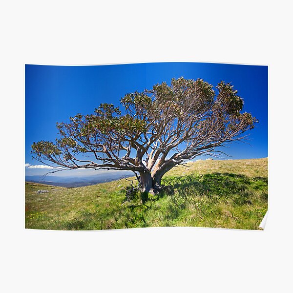 The Lonely Snow Gum Poster