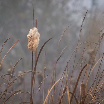 Artwork thumbnail, Fall Cattails by AvocaSpring