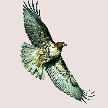 Artwork thumbnail, Soaring Hawk by digitalbarn