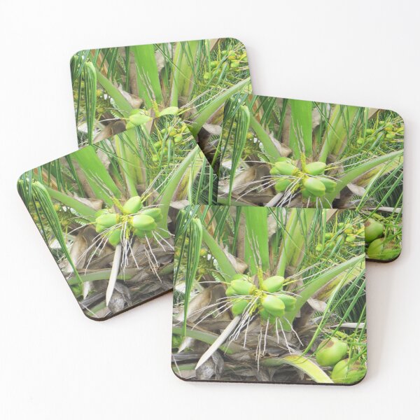Item preview, Barbados Cocounts designed and sold by KWILKEY.