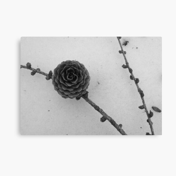 pinecone in the snow Canvas Print