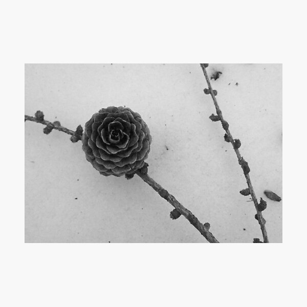 pinecone in the snow Photographic Print