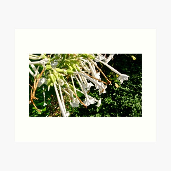 NICOTIANA - SHADY LADY 5 Art Print
