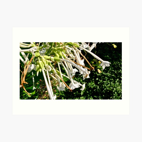 NICOTIANA - SHADY LADY 5 Art Print