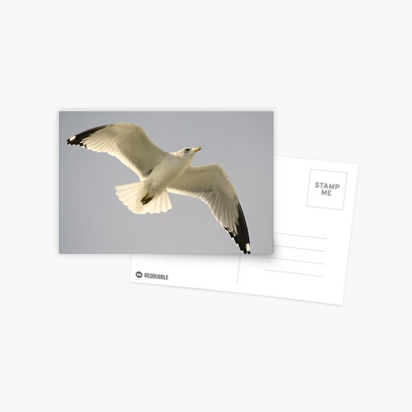 Item preview, Sea Gull Up Close designed and sold by Paulette1021.