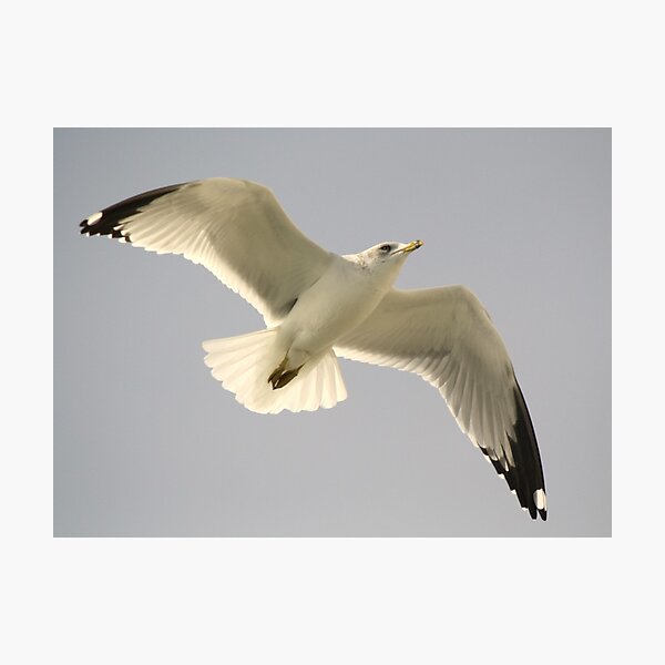 Item preview, Sea Gull Up Close designed and sold by Paulette1021.