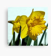 Daffodil Canvas Print