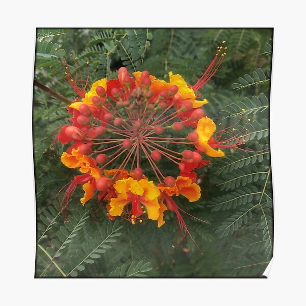 "Pride of Barbados" Poinciana Poster