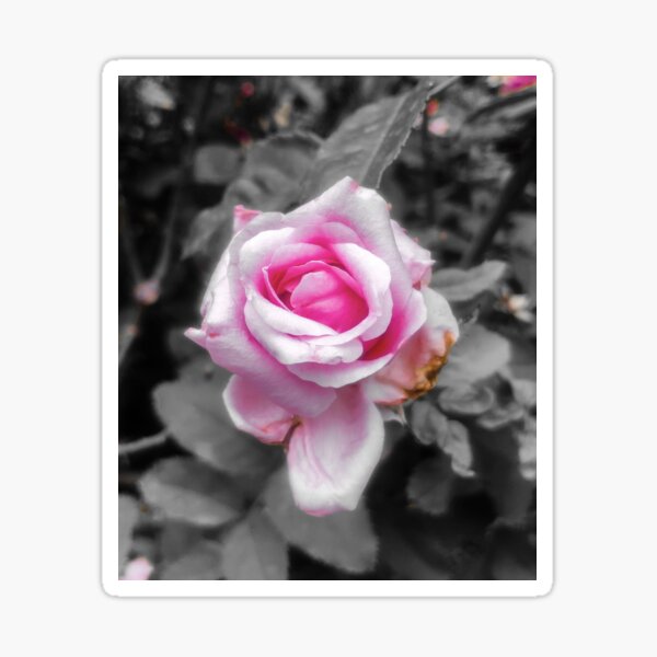 Color Pop Pink Rose Sticker