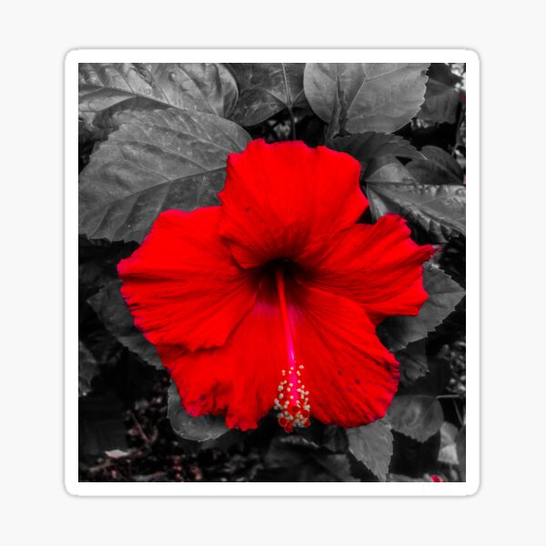 Color Pop Hibiscus Sticker
