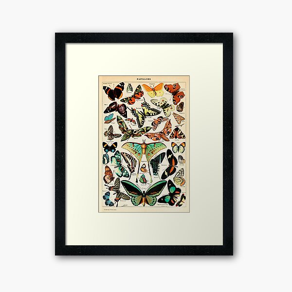 Papillon I Vintage French Butterfly Charts by Adolphe Millot Framed Art Print