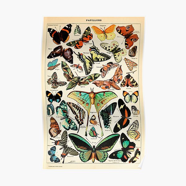 Ecology Posters Redbubble