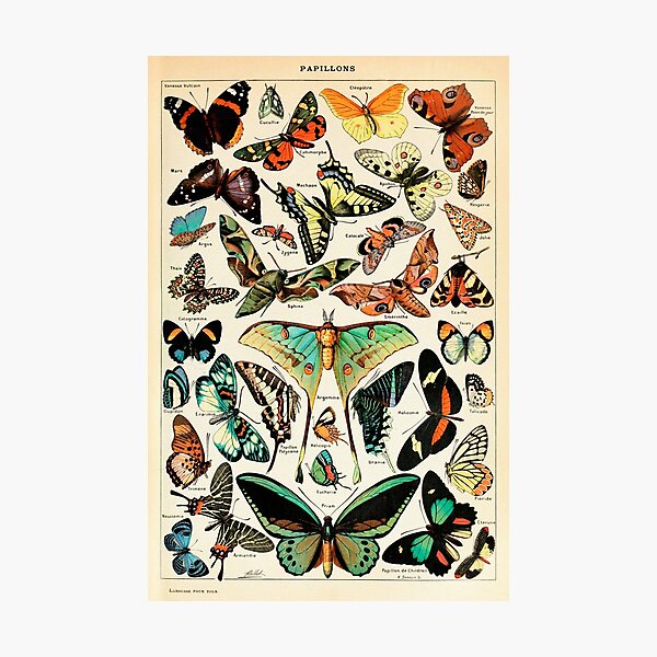 Papillon I Vintage French Butterfly Charts by Adolphe Millot Photographic Print