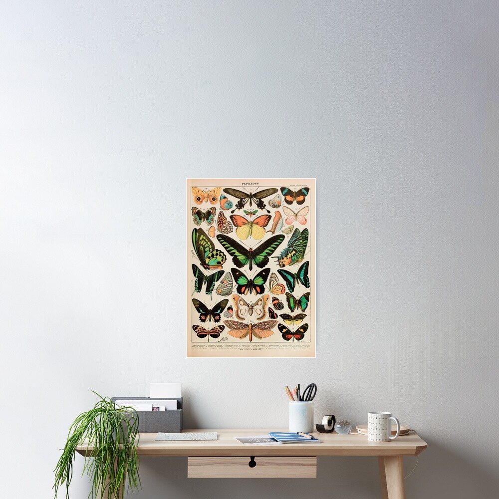 Papillon II Vintage French Butterfly Chart by Adolphe Millot Poster