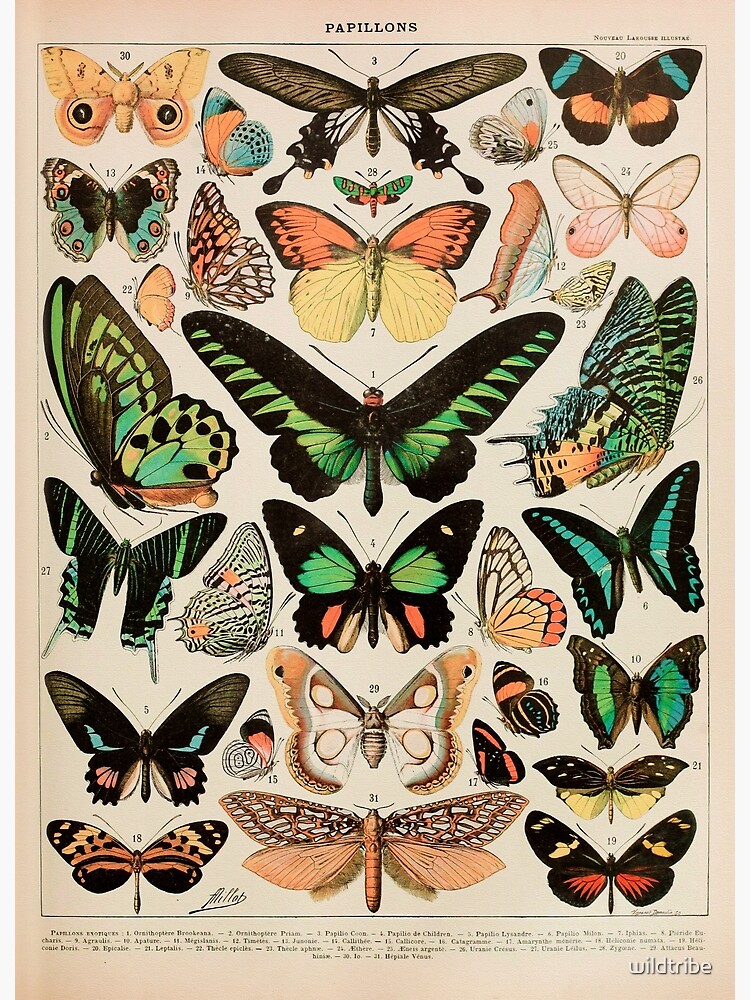Papillon II Vintage French Butterfly Chart by Adolphe Millot by wildtribe