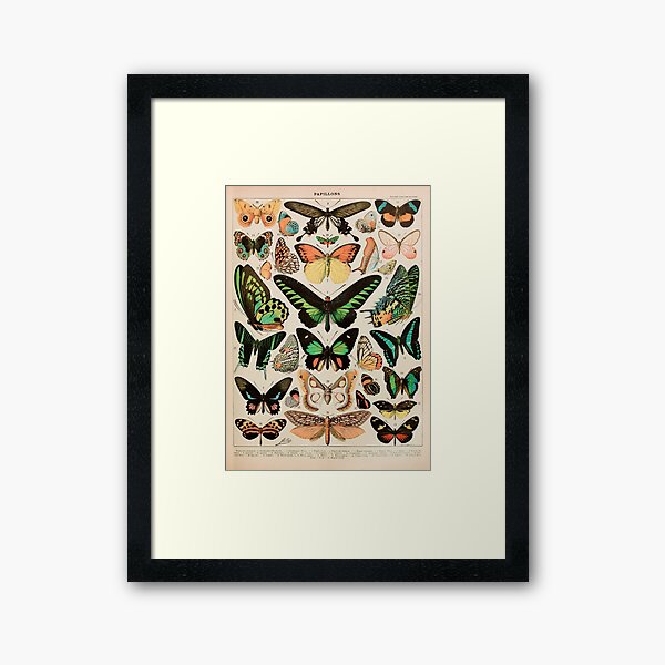 Papillon II Vintage French Butterfly Chart by Adolphe Millot Framed Art Print