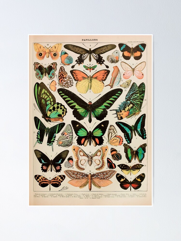 Alternate view of Papillon II Vintage French Butterfly Chart by Adolphe Millot Poster