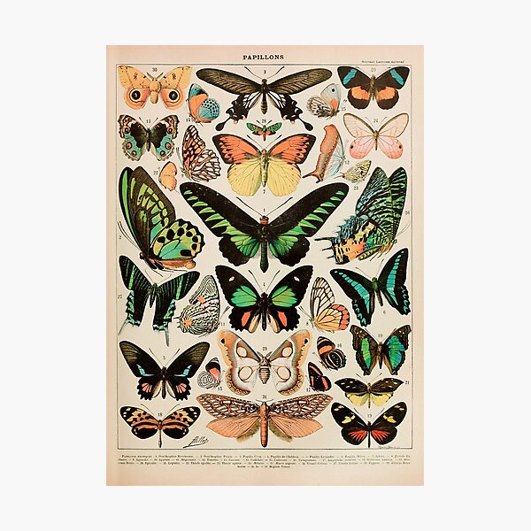 Papillon II Vintage French Butterfly Chart by Adolphe Millot Photographic Print