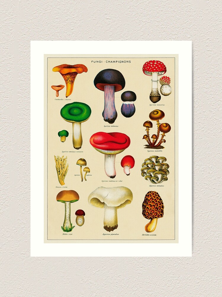 Impression Artistique Tableau De Champignons Vintage Par Wildtribe Redbubble