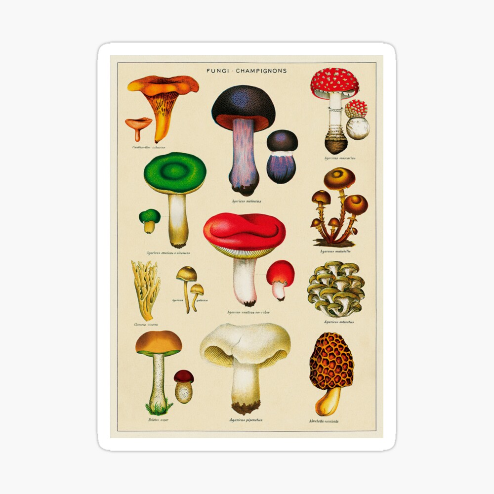 Vintage Fungi Chart