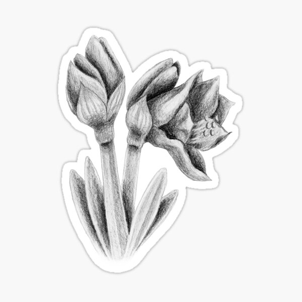 Black and white Amaryllis Sticker