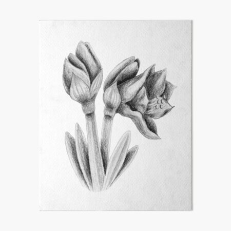 Black and white Amaryllis Art Board Print