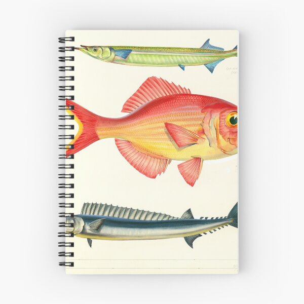 Item preview, Sea garfish (Hemirhamphus australis), Nannygai (Centroberyx affinis) and Barracouta (Leionura atun) designed and sold by anmm.