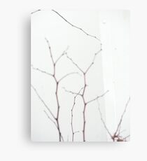 Bare Branches Canvas Print