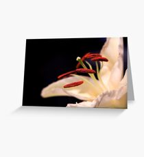 White Lilly Greeting Card