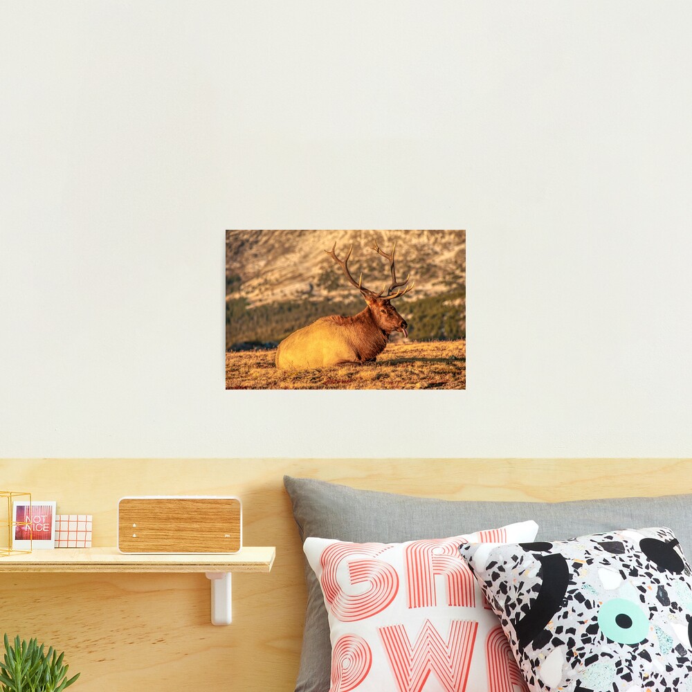 A Nap At Sunset Above It All Photographic Print