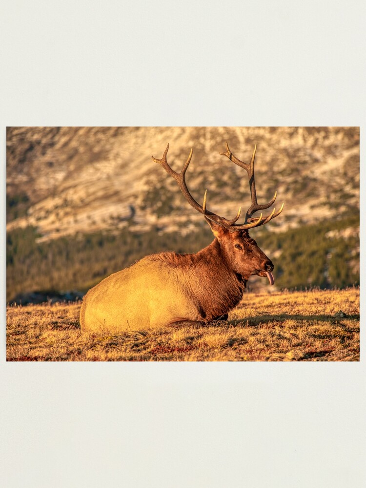 Alternate view of A Nap At Sunset Above It All Photographic Print