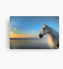 The Sea Horse Canvas Print