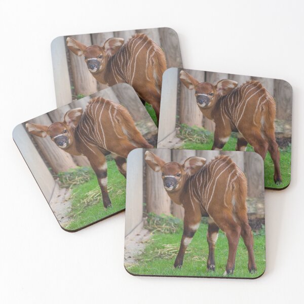 Item preview, Baby Mountain Bongo calf designed and sold by photosbygemmad.