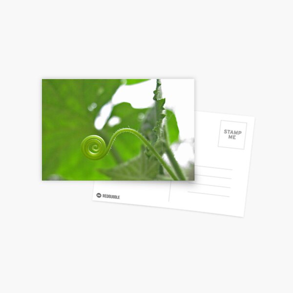 spiral tendril Postcard
