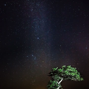 Artwork thumbnail, Dog Rocks Tree by Russell Charters