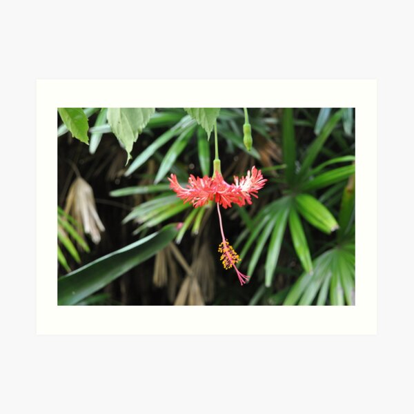 dangling beauty Art Print