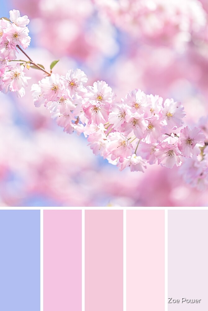 palette cherry blossom colour pastel pink pinks redbubble farben power palettes tree prints colors schemes pallete scheme zoe herbst spring