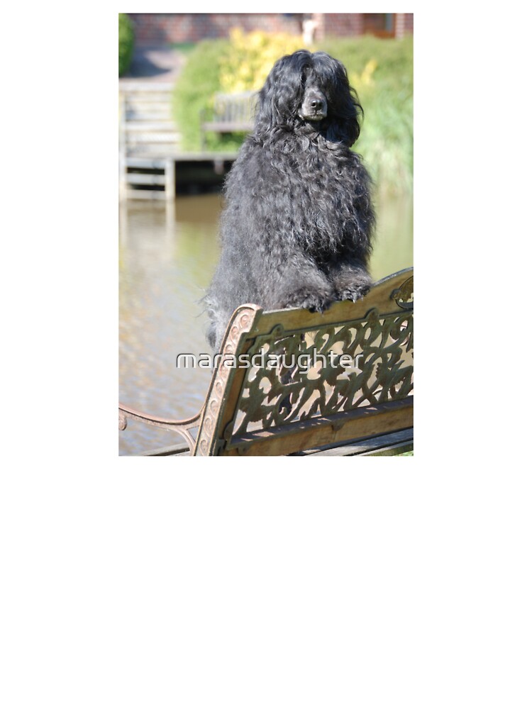 baby portuguese water dog