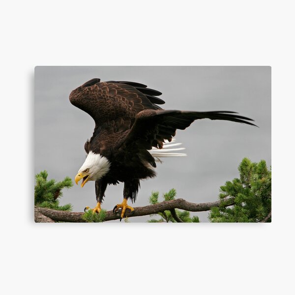 Just Landed Canvas Print