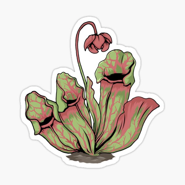 Carnivorous plant - sketch stock illustration. Illustration of seedling -  10181774