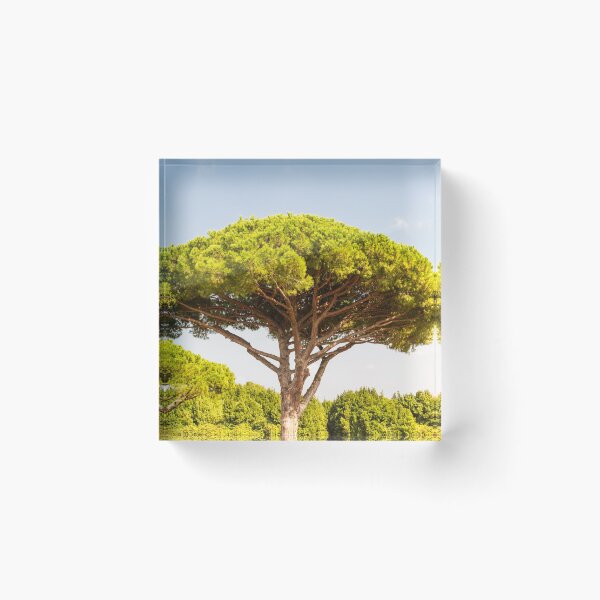 Item preview, Stone pine or Pinus pinea designed and sold by Andy Chisholm.