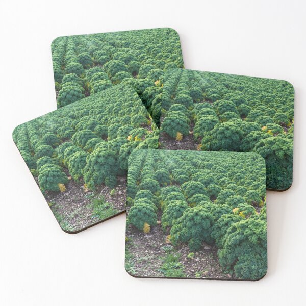 Item preview, Field of curly kale cultivated in rows designed and sold by Andy Chisholm.