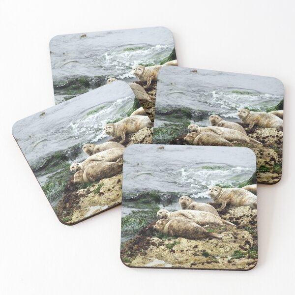 Item preview, Seals In Monterey California designed and sold by K D Graves Photography.