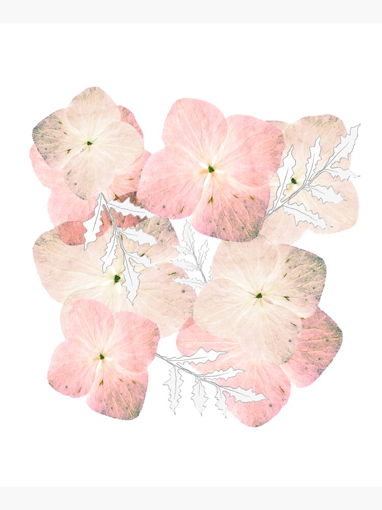 Hortensie Pastell von RanitasArt