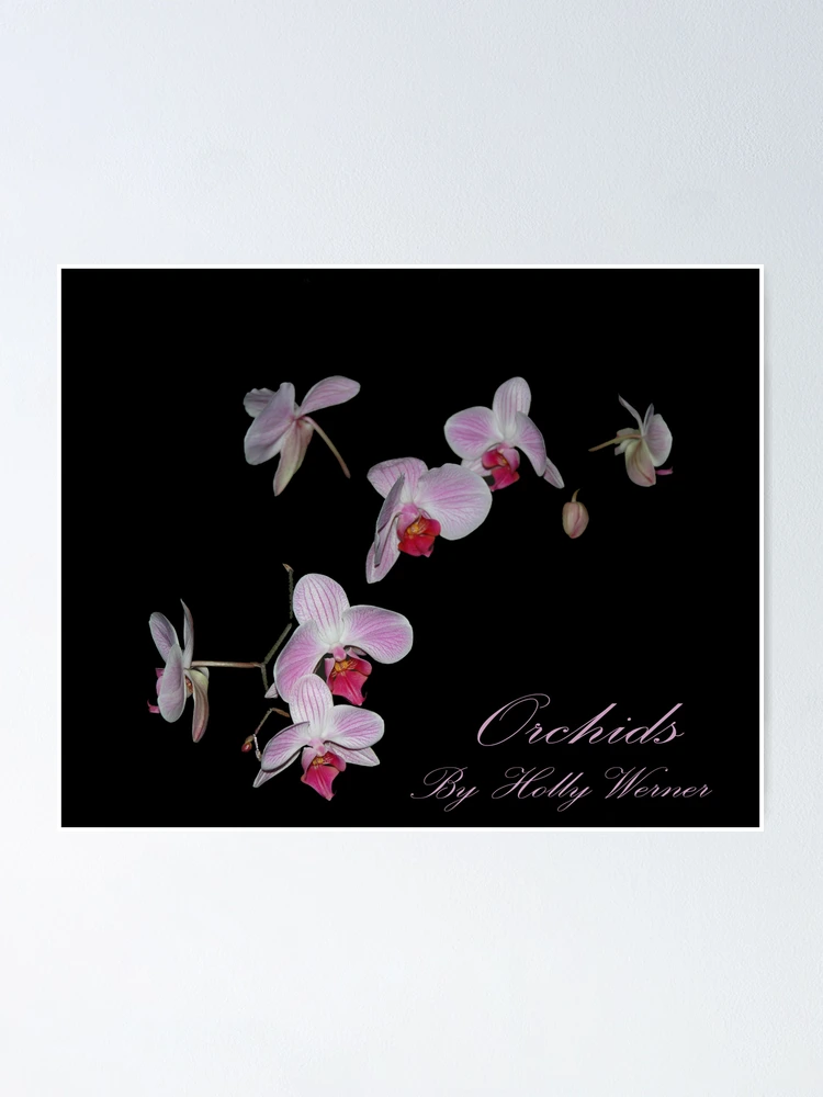 Thumbnail 1 of 3, Poster, Orchids designed and sold by Holly Werner.