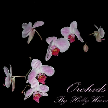 Artwork thumbnail, Orchids by Holly Werner