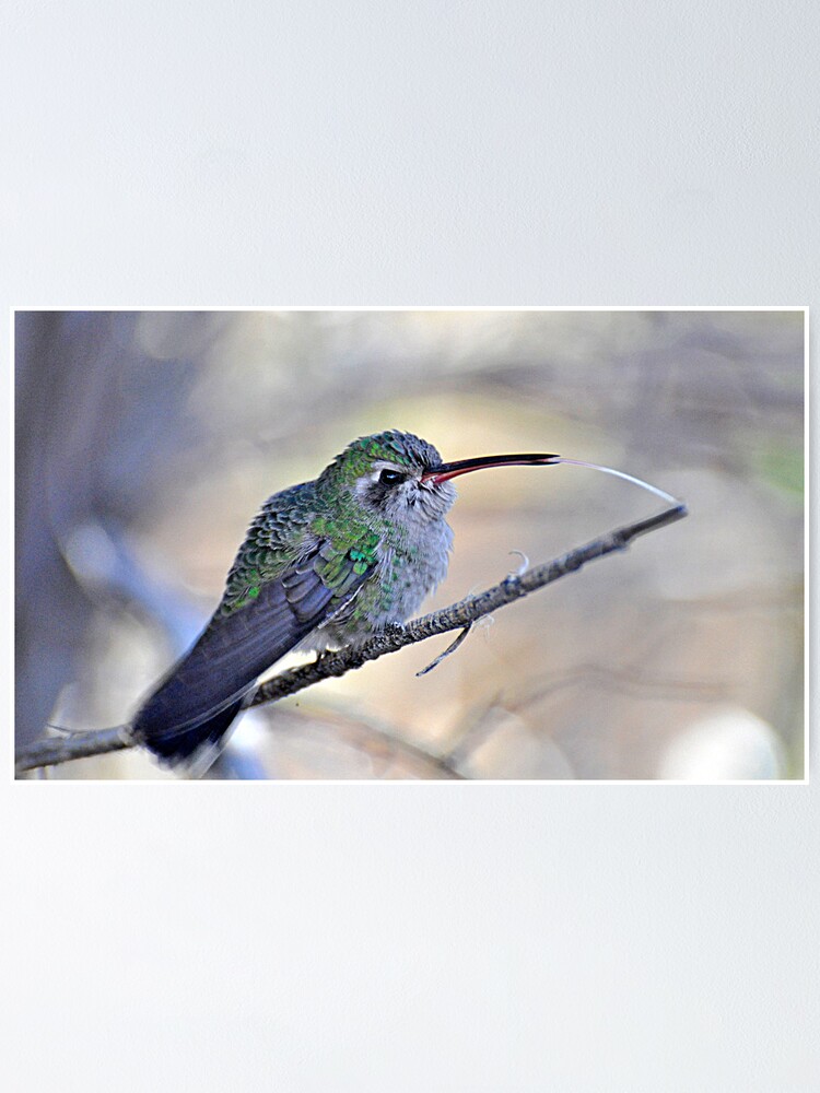 Thumbnail 1 of 3, Poster, Toungue Out Hummer designed and sold by jggrant.