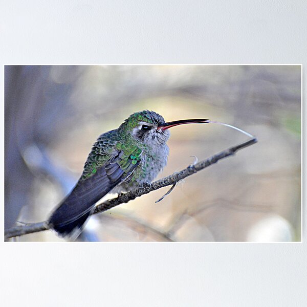 Item preview, Toungue Out Hummer designed and sold by Judy Ann  Grant.