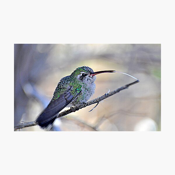 Aperçu de l'œuvre Toungue Out Hummer créée et vendue par Judy Ann  Grant.